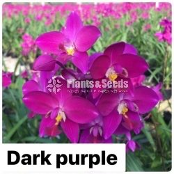 Ground Orchids-1350
