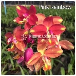 Ground Orchids-1350