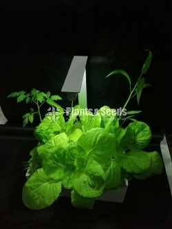 Table Top Hydroponic unit