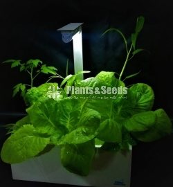 Table Top Hydroponic unit