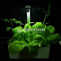 Table Top Hydroponic unit
