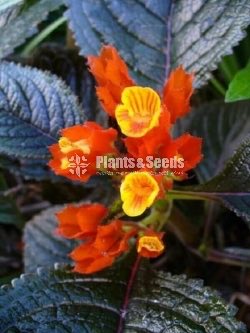 Naturaleza tropical