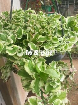 Hanging pedilanthus