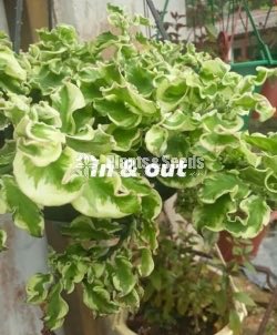 Hanging pedilanthus