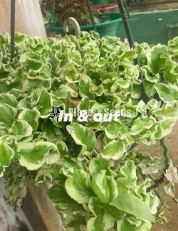 Hanging pedilanthus