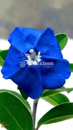 Blue daze,Paba,Achemineas