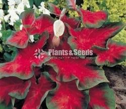 Caladium (Elephant ear, Heart of Jesus, and Angel wings)