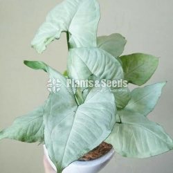 Caladium (Elephant ear, Heart of Jesus, and Angel wings)