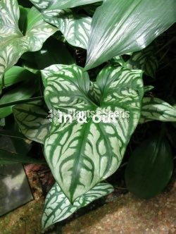 Caladium (Elephant ear, Heart of Jesus, and Angel wings)
