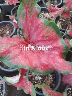 Caladium (Elephant ear, Heart of Jesus, and Angel wings)