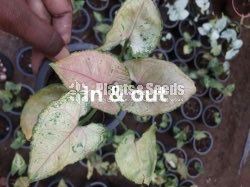Caladium (Elephant ear, Heart of Jesus, and Angel wings)