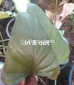 Caladium (Elephant ear, Heart of Jesus, and Angel wings)