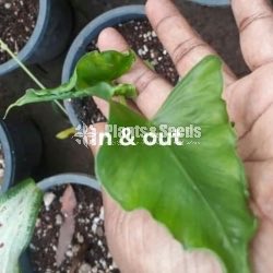 Caladium (Elephant ear, Heart of Jesus, and Angel wings)