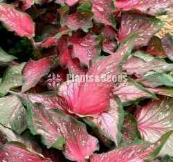 Caladium (Elephant ear, Heart of Jesus, and Angel wings)