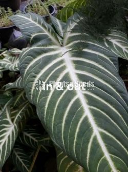 Caladium (Elephant ear, Heart of Jesus, and Angel wings)