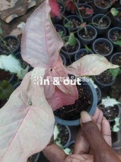 Caladium (Elephant ear, Heart of Jesus, and Angel wings)