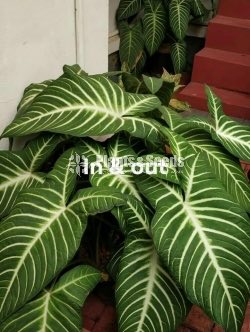 Caladium (Elephant ear, Heart of Jesus, and Angel wings)