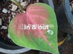 Caladium (Elephant ear, Heart of Jesus, and Angel wings)