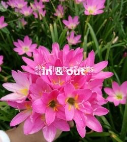 Rainlily 5 diffrent types avaible