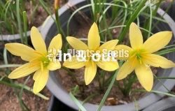 Rainlily 5 diffrent types avaible