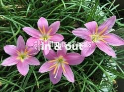 Rainlily 5 diffrent types avaible