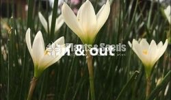 Rainlily 5 diffrent types avaible