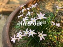 Rainlily 5 diffrent types avaible