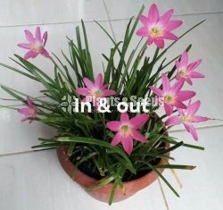 Rainlily 5 diffrent types avaible