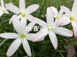 Rainlily 5 diffrent types avaible