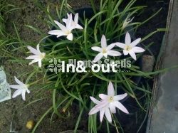 Rainlily 5 diffrent types avaible