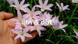 Rainlily 5 diffrent types avaible
