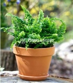 Ferns