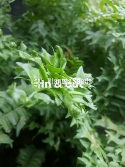 Ferns