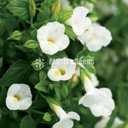 Torenia 