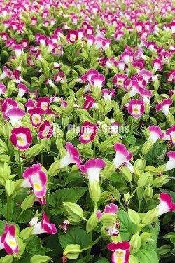 Torenia 