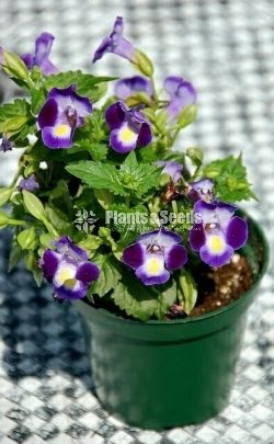 Torenia 