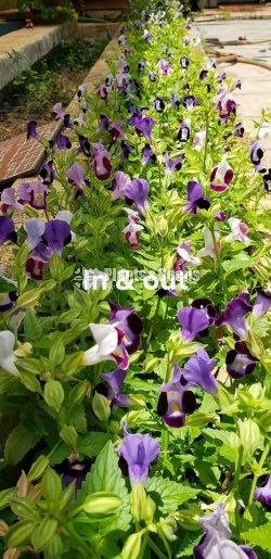 Torenia 