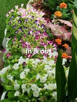 Torenia 