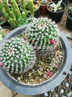 Cactus and succulents plants 
