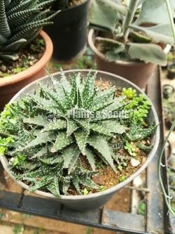Cactus and succulents plants 