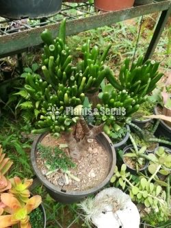 Cactus and succulents plants 