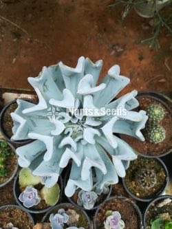 Cactus and succulents plants 