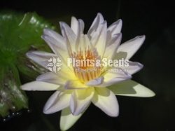 Moon beam-Water Plants