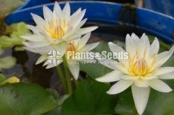 Moon beam-Water Plants