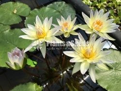 Moon beam-Water Plants