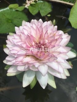 Jongkolnee-WaterPlant