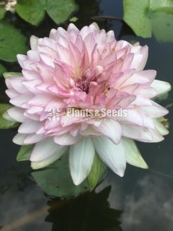 Jongkolnee-WaterPlant
