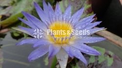  Reflex Blue - New