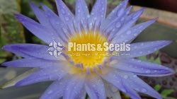  Reflex Blue - New