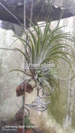 Air Plants -700